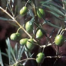 Cornicabra Extra Virgin Olive Oil - Northern Hemisphere (Spain) ***JUST ARRIVED***